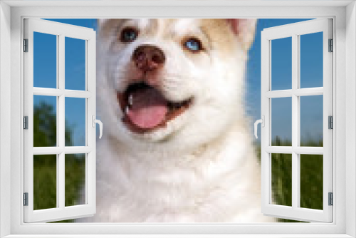 Fototapeta Naklejka Na Ścianę Okno 3D - Siberian husky dog puppy