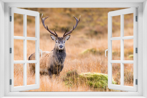 Fototapeta Naklejka Na Ścianę Okno 3D - Scottish Red Deer Stag