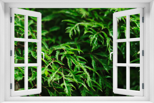 Fototapeta Naklejka Na Ścianę Okno 3D - Fresh green tree leaves, frame. Natural background, Fres