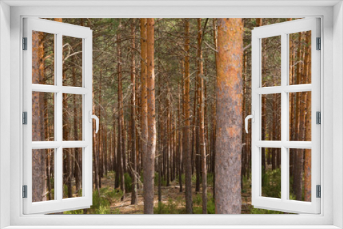 Fototapeta Naklejka Na Ścianę Okno 3D - Multicolor pine forest in autumn