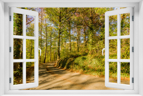 Fototapeta Naklejka Na Ścianę Okno 3D - Curved dirt rural road between leafy trees in middle of the forest against blue sky, yellow-green foliage, wild and climbing plants, sunny autumn day in Spaubeek, South Limburg in the Netherlands