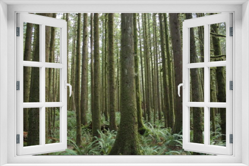 Fototapeta Naklejka Na Ścianę Okno 3D - Mossy trees
