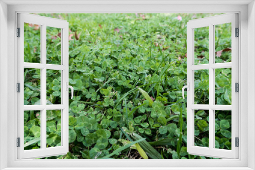 Fototapeta Naklejka Na Ścianę Okno 3D - clovers in the garden
