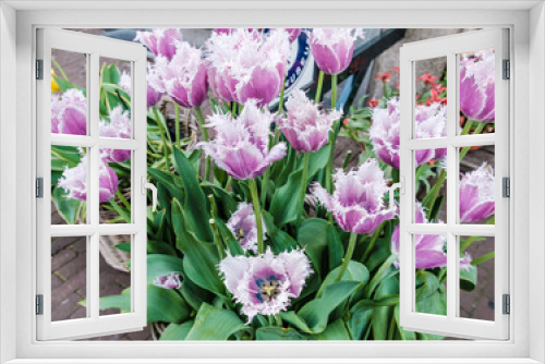 Fototapeta Naklejka Na Ścianę Okno 3D - Amsterdam Flowers - Netherland