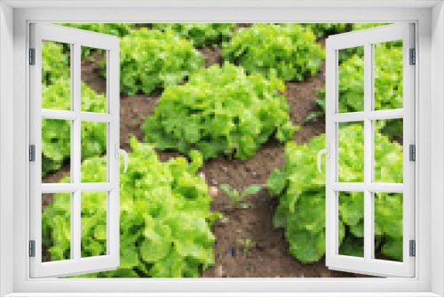 Fototapeta Naklejka Na Ścianę Okno 3D - Fresh lettuces in the fields