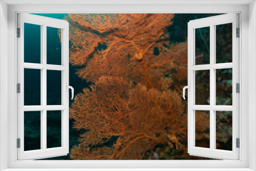 Fototapeta Naklejka Na Ścianę Okno 3D - coral under the sea