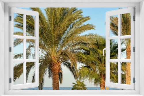 Fototapeta Naklejka Na Ścianę Okno 3D - Palm Trees in the Coast of the Red Sea - Egypt Africa