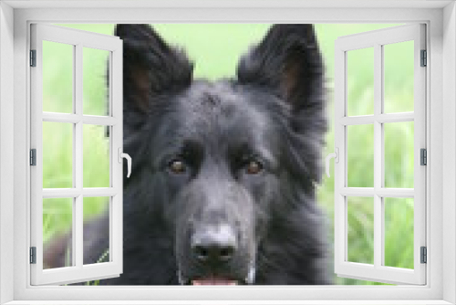 Fototapeta Naklejka Na Ścianę Okno 3D - German Shepherd K9 puppy dog