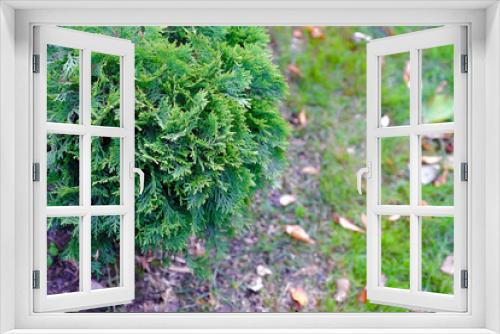 Fototapeta Naklejka Na Ścianę Okno 3D - Landscape gardening, cypress, dwarf fir