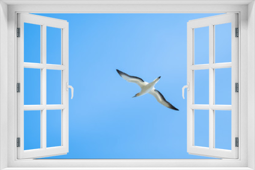 Fototapeta Naklejka Na Ścianę Okno 3D - Australian Gannet bird flying over the blue sky.
