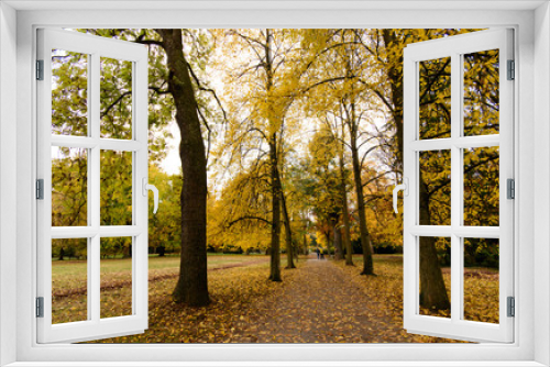 Fototapeta Naklejka Na Ścianę Okno 3D - Baumschönheiten, Indian Summer, Schönheit des Herbstes in Wald und Park, Spätsommer,  wundervolle Farben, weiches, stimmungsvolles Licht :)