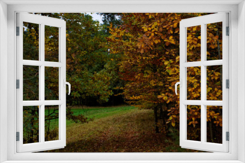 Fototapeta Naklejka Na Ścianę Okno 3D - beautiful autumn day in a clearing near the forest