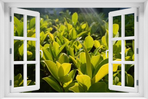 Fototapeta Naklejka Na Ścianę Okno 3D - lilies in the garden