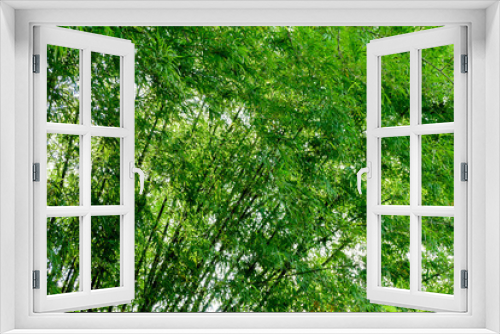 Fototapeta Naklejka Na Ścianę Okno 3D - background texture green bamboo tree