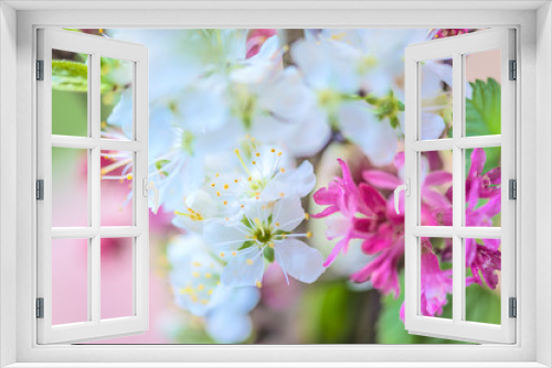 Fototapeta Naklejka Na Ścianę Okno 3D - Beautiful pear blossom close up