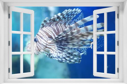 Fototapeta Naklejka Na Ścianę Okno 3D - poisson