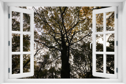 Fototapeta Naklejka Na Ścianę Okno 3D - Dark tree at Autumn