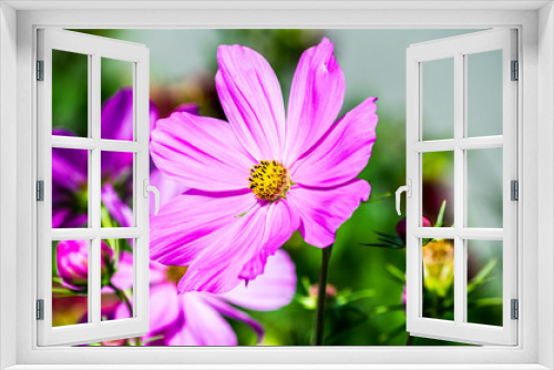 Fototapeta Naklejka Na Ścianę Okno 3D - Purple cosmos flower closeup