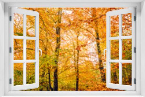 Fototapeta Naklejka Na Ścianę Okno 3D - Autumn colors in the forest with trees