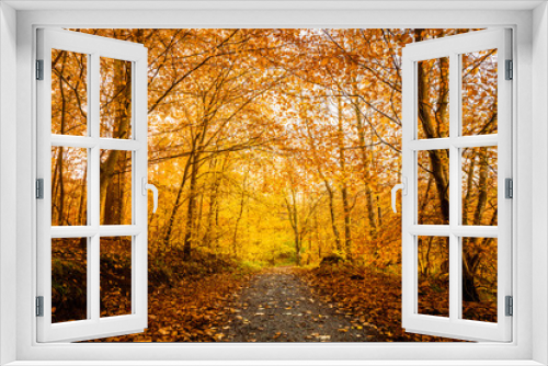 Fototapeta Naklejka Na Ścianę Okno 3D - Orange autumn colors in the forest