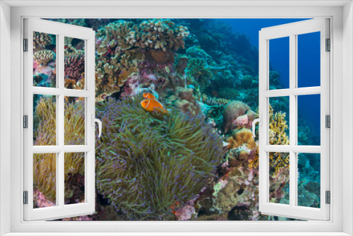 Fototapeta Naklejka Na Ścianę Okno 3D - Anemonefish in healthy reef