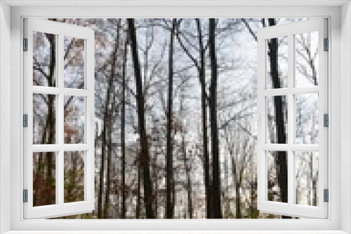 Fototapeta Naklejka Na Ścianę Okno 3D - Herbstwald im November