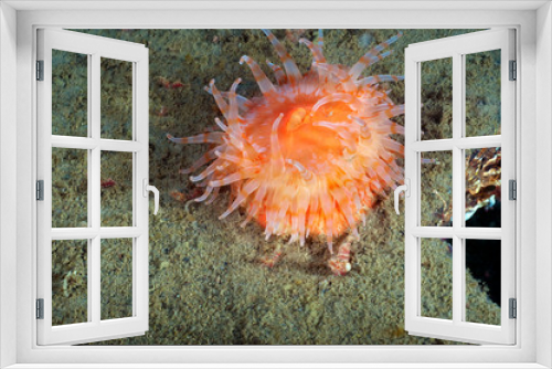 Fototapeta Naklejka Na Ścianę Okno 3D - Painted Anemone