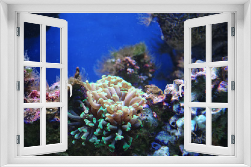 Fototapeta Naklejka Na Ścianę Okno 3D - Marine reef dwellers