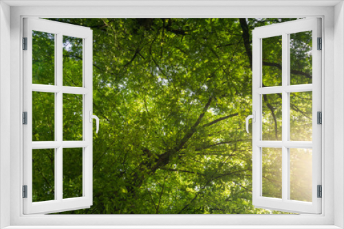 Fototapeta Naklejka Na Ścianę Okno 3D - Green tree and blue sky for nature concept