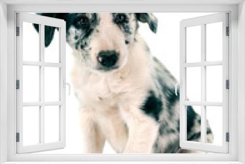 Fototapeta Naklejka Na Ścianę Okno 3D - puppy border collie