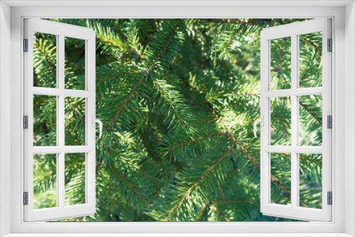 Fototapeta Naklejka Na Ścianę Okno 3D - Lush green leafage of common spruce tree