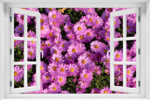 Fototapeta Naklejka Na Ścianę Okno 3D - Symphyotrichum novae-angliae Michaelmas daisy in bloom, autumn ornamental herbaceous perennial plant