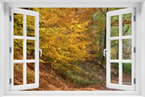 Fototapeta Naklejka Na Ścianę Okno 3D - Leuchtend bunter Herbstwald mit Waldweg