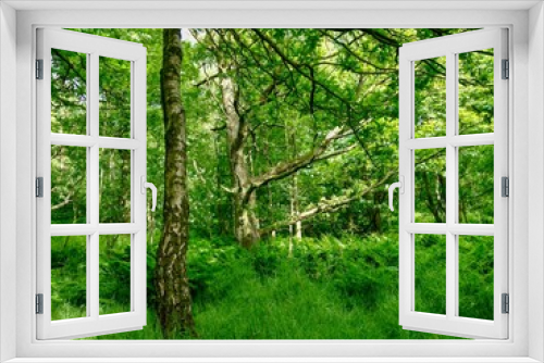 Fototapeta Naklejka Na Ścianę Okno 3D - Verdant forest 