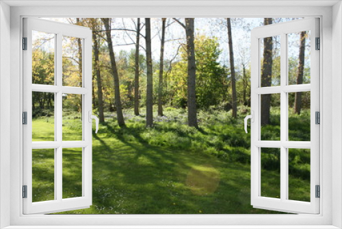 Fototapeta Naklejka Na Ścianę Okno 3D - Bluebells and trees