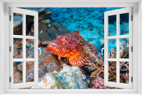 Fototapeta Naklejka Na Ścianę Okno 3D - Colorful Bearded Scorpionfish on a dark tropical coral reef