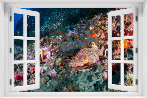 Fototapeta Naklejka Na Ścianę Okno 3D - Colorful Bearded Scorpionfish on a dark tropical coral reef (Richelieu Rock, Thailand)