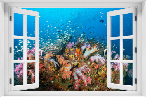 Fototapeta Naklejka Na Ścianę Okno 3D - Schools of tropical fish swimming around a colorful, healthy tropical coral reef