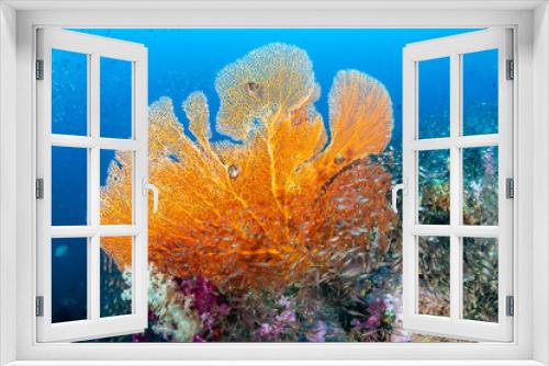 Fototapeta Naklejka Na Ścianę Okno 3D - Beautiful and colorful Seafan (Gorgonian Fan coral) on a tropical coral reef
