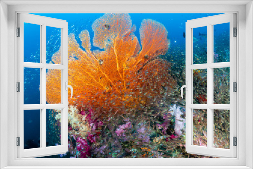 Fototapeta Naklejka Na Ścianę Okno 3D - Beautiful and colorful Seafan (Gorgonian Fan coral) on a tropical coral reef