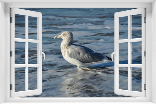 Fototapeta Naklejka Na Ścianę Okno 3D - A seagull in Brooklyn