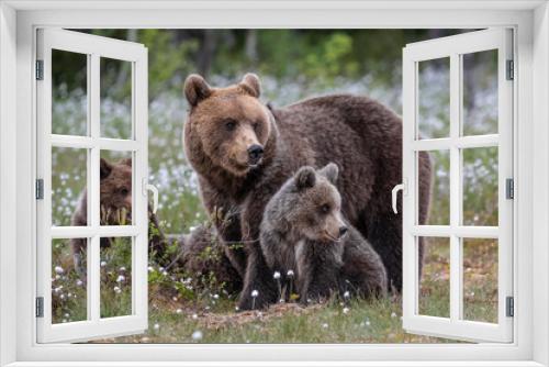 Fototapeta Naklejka Na Ścianę Okno 3D - Brown bear mother with cubs / Ursus arctos