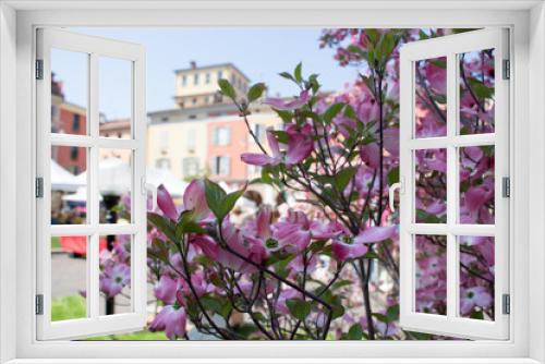 Fototapeta Naklejka Na Ścianę Okno 3D - Pink flowers and ancient buildings in Piacenza italy