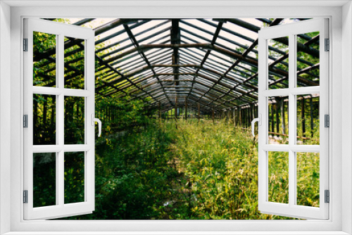 Fototapeta Naklejka Na Ścianę Okno 3D - greenhouse with green plants