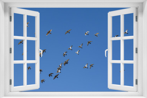 Fototapeta Naklejka Na Ścianę Okno 3D - Flock urban city pigeons in flight