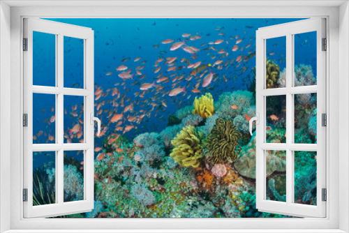 Fototapeta Naklejka Na Ścianę Okno 3D - Tropical fish in the sea
