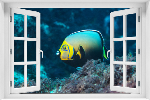 Fototapeta Naklejka Na Ścianę Okno 3D - Conspicuous Angelfish