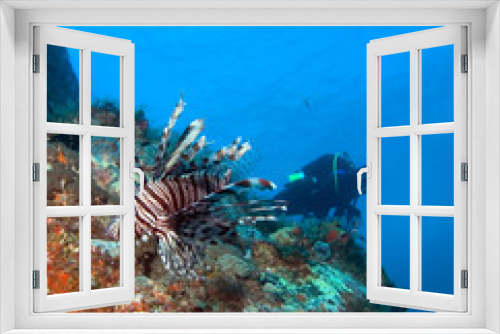 Fototapeta Naklejka Na Ścianę Okno 3D - Lionfish with diver