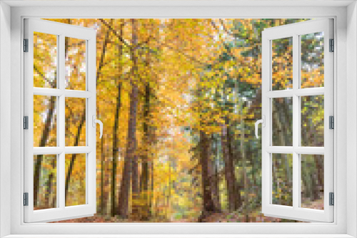Fototapeta Naklejka Na Ścianę Okno 3D - Deutscher Herbstwald mit Wanderweg, Laub auf dem Boden, gelbe Blätter an den Bäumen - Hochkant