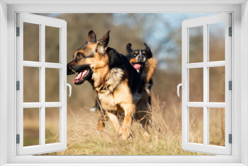 Fototapeta Naklejka Na Ścianę Okno 3D - german shepherd dog outdoor